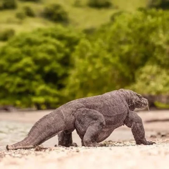 KOMODO ISLAND :
 Komodo island is the biggest island in the komodo national park. Here we will see the komodo dragons. Beside the komodo dragons, we will see the others kind of the animals. there is timor deer, buffalo, wild boar,etc.

#komodotour
#komodoisland
 #labuanbajo
 #rincaislandkomodo 
 #floresisland